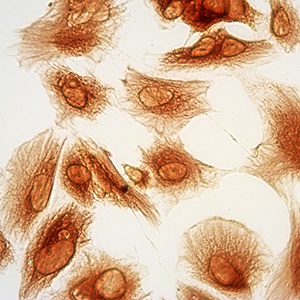 Fetal Bovine Serum
