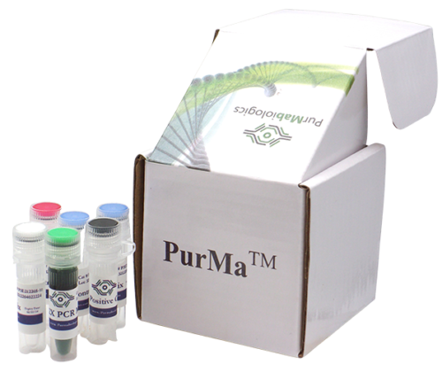 Mycoplasma PCR Detection Kit