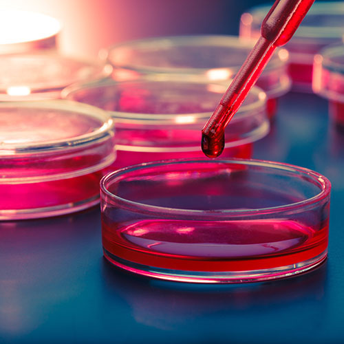 Other Cell and Tissue Culture Reagents